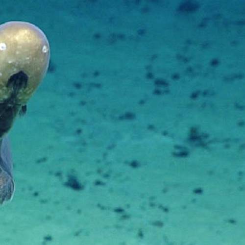 The Price We’re Willing to Pay: trade-offs and balance in the deep-sea mining industry