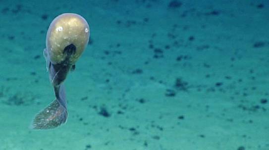 The Price We’re Willing to Pay: trade-offs and balance in the deep-sea mining industry