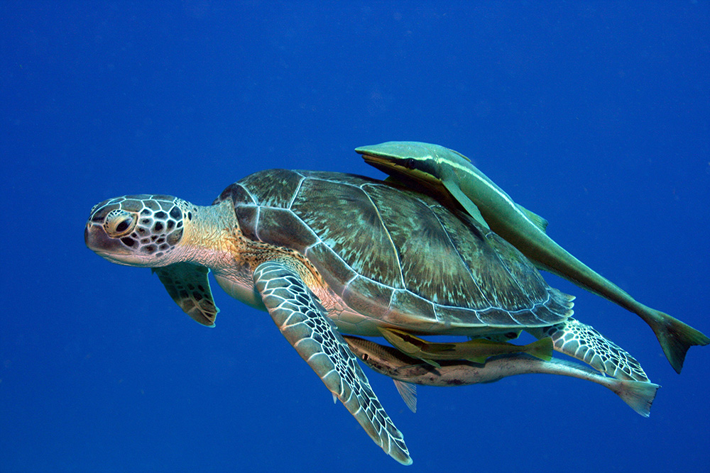 UN General Assembly adopts resolution