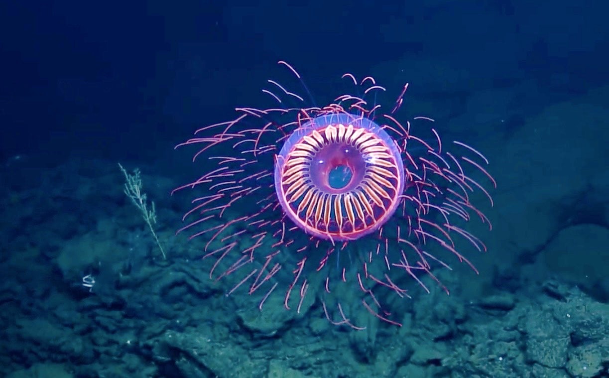 How Scientists Use Bioluminescent Deep-Sea Creatures to Fight Cancer