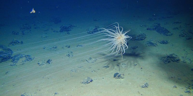 A new species of the sea-anemone-like Relicanthus clings to a sponge stalk on the floor of the Pacific Ocean.Credit: D. J. Amon & C. R. Smith