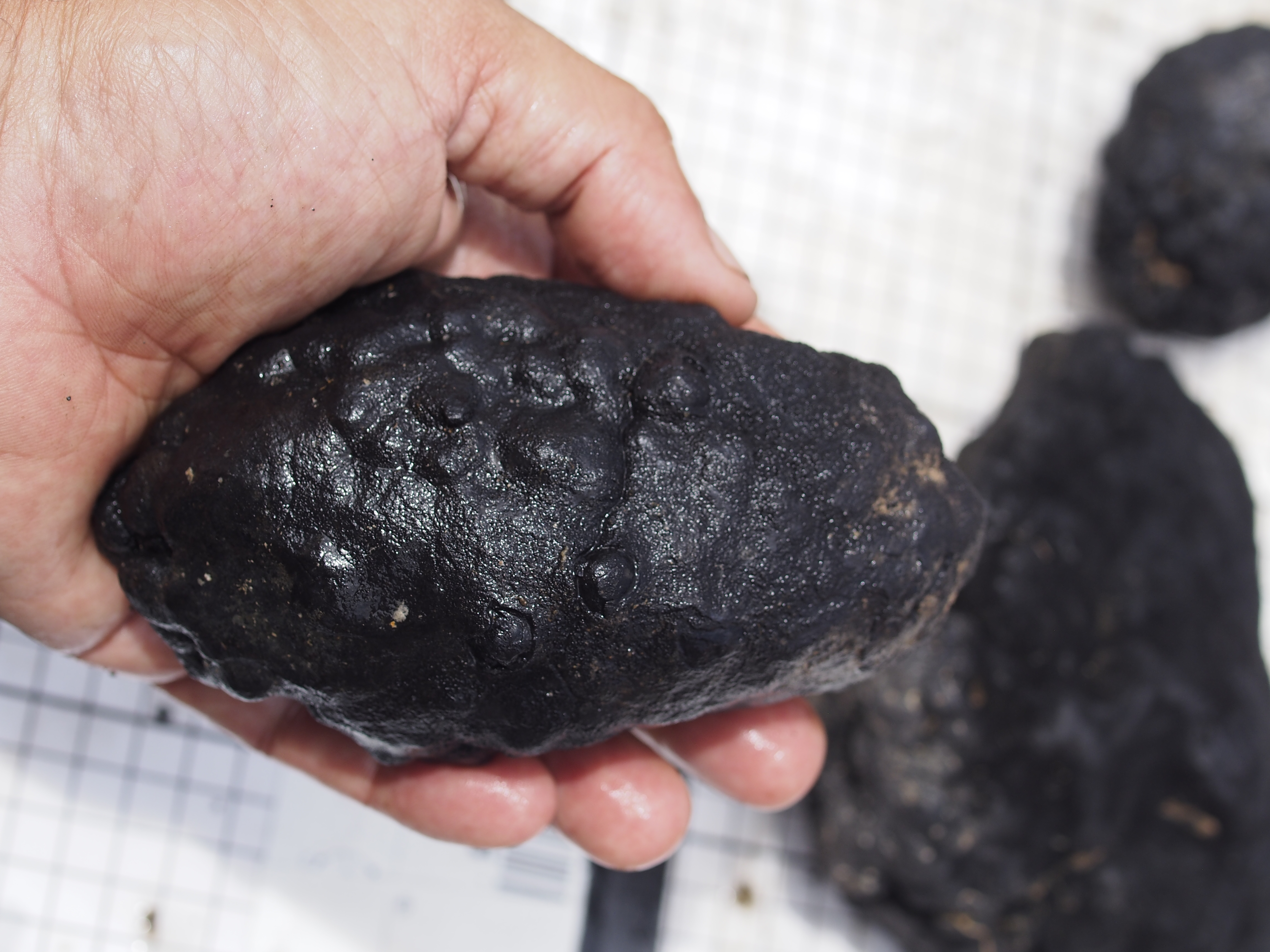 A polymetallic nodule. (Image: Nautilus Minerals)
