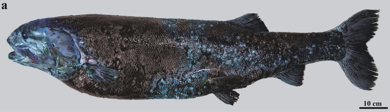 A colossal slickhead, photographed in profile.